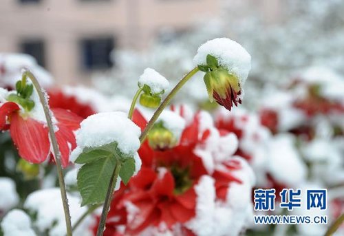 哈爾濱、大慶降下今年入冬以來(lái)第一場(chǎng)雪