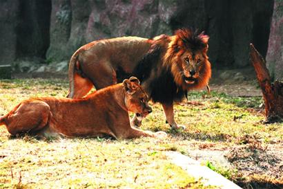 青島動(dòng)物園西遷落戶開發(fā)區(qū) 猛獸大撤離留兔羊看家