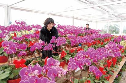 青島今年辦年貨多掏3成錢 菜肉海鮮水果市場白熱化