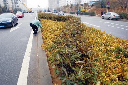 夾嶺山全面綠化變身休閑公園