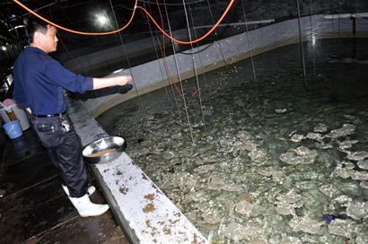 青島沿海沒(méi)魚吃加工廠關(guān)門 金鉤海米消失