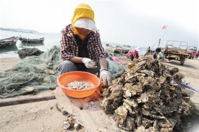 青島沿海沒(méi)魚吃加工廠關(guān)門 金鉤海米消失