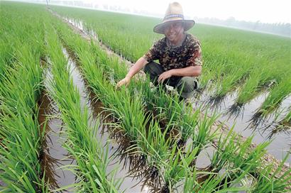 無法藍村香大米鹽堿地復活 每斤賣到20元