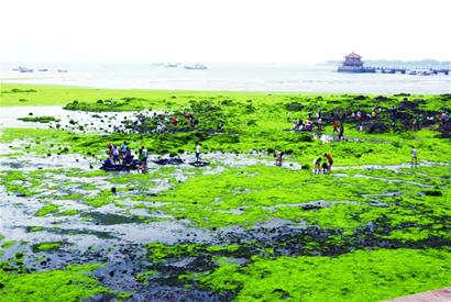 青島棧橋東側海邊再現(xiàn)成片滸苔 似廣袤草原