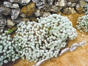 中國釣魚島盛產(chǎn)海芙蓉