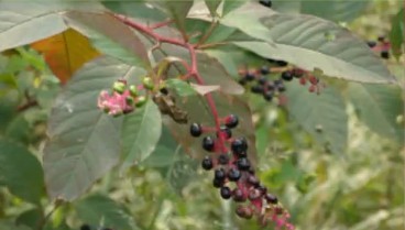 美洲商陸入侵浮山泛濫成災(zāi) 果實(shí)紫紅誘人請(qǐng)勿食