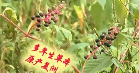 美洲商陸入侵浮山泛濫成災(zāi) 果實(shí)紫紅誘人請(qǐng)勿食