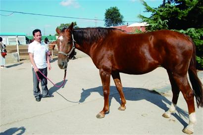 代孕蒙古馬生下法國良駒 落地身價十幾萬