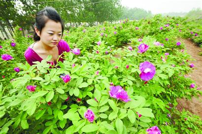 21歲公務(wù)員為追女友下鄉(xiāng)種玫瑰 成千萬(wàn)富翁