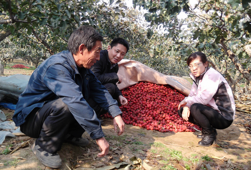 平度百萬(wàn)山楂滯銷