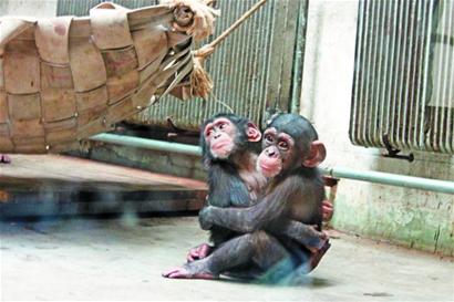 青島動物園地暖空調齊上陣 猩猩兩兩擁抱吃飯才分開