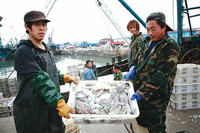 千艘船靈山島外捕墨魚(yú) 一天能撈十萬(wàn)斤