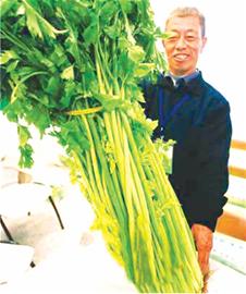 大個白菜蘿卜漸遭市場淘汰