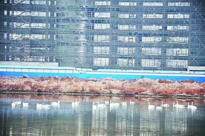 膠州蝦池變天鵝湖 白天鵝引頸高歌翩然起舞