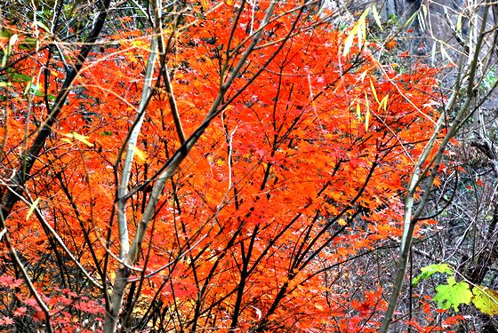 嶗山推史上最優(yōu)惠登山卡 百元整冬無限次游山