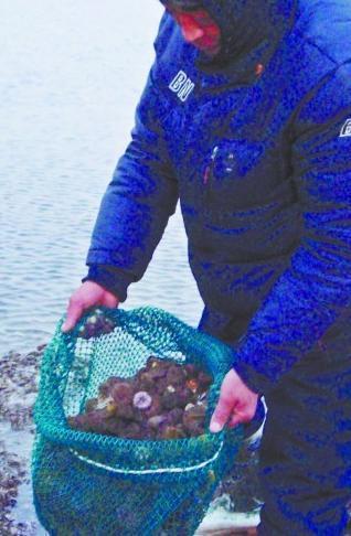 大量海膽入侵黃島20年罕見 吃光海草餓死參鮑