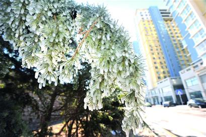 撞斷消防栓路邊噴泉沖高七米 松樹洗澡結(jié)冰掛