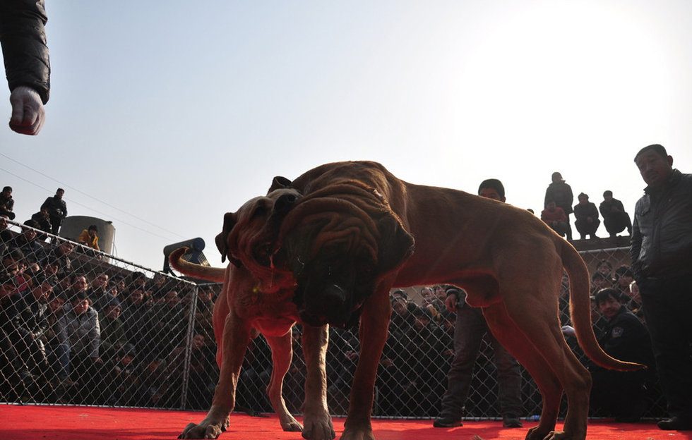 山西舉辦犬王爭(zhēng)霸賽 名犬激烈撲咬血腥十足