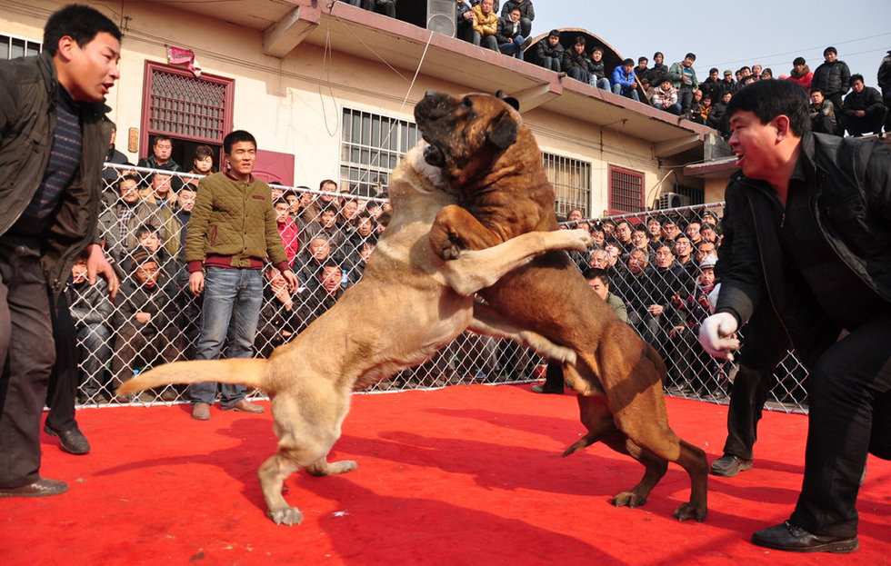 山西舉辦犬王爭(zhēng)霸賽 名犬激烈撲咬血腥十足