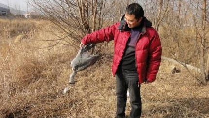 大河東濕地疑遭人下毒 可憐蒼鷺死不瞑目