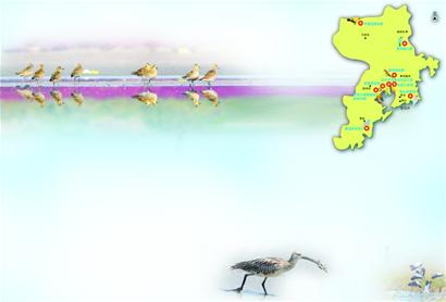 青島賞鳥圖出爐 9大濕地成鳥類天堂