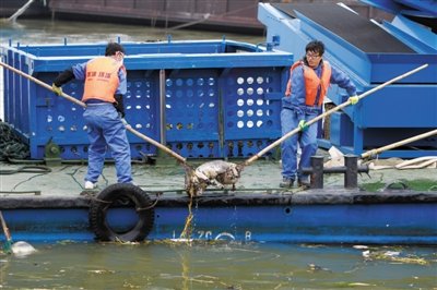 上海已制止浙江養(yǎng)殖戶向河道扔死豬 自來(lái)水合格