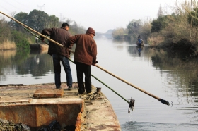 3月16日，新豐鎮(zhèn)竹林村河道內(nèi)，漁民把勾到的死豬挑入船艙內(nèi)。