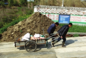 3月15日，新豐鎮(zhèn)竹林村，工作人員用推車將死豬運往病死豬無害化處理池進(jìn)行處理。