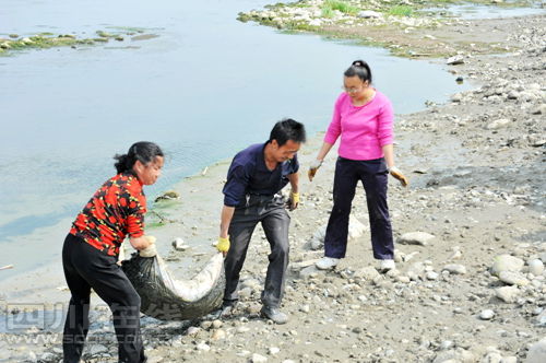 四川彭山河道內(nèi)現(xiàn)千只死鴨 經(jīng)檢測(cè)水質(zhì)未受污染