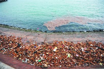 海上皇宮西側海面漂浮50米長垃圾帶